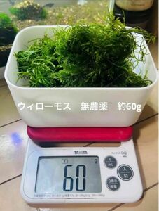 ウィローモス　無農薬　60g ①