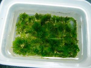  много! дешевый! premium Moss Moss SP Thai производство 