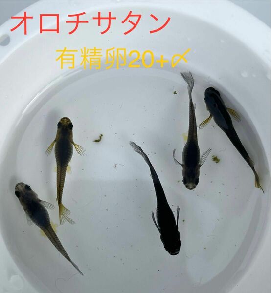 オロチサタン　有精卵　20+α