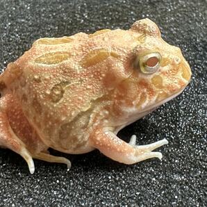 【Bears Frog】クランウェルツノガエル アプリコット ③の画像3