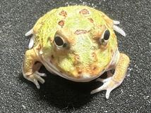 【Bears Frog】クランウェルツノガエル ミックスカラー 4スポットパターンレス①_画像4