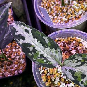 Aglaonema Pictum アグラオネマ ピクタム ⑥の画像3