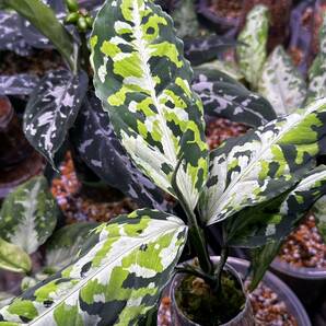 Aglaonema Pictum アグラオネマ ピクタム ⑦の画像2