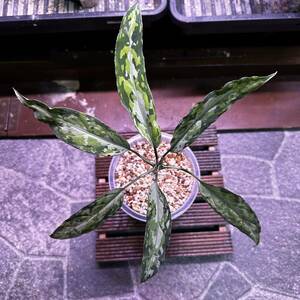 アグラオネマ　ピクタム　Aglaonema Pictum アチェ産