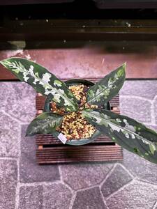 アグラオネマ　ピクタム　Aglaonema Pictum ②