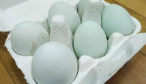 有精卵・平飼い・放し飼い・無洗卵　希少種アローカナ原種3個+白色レグホン交配3個「6個セット」親♂は原種と交配種で生まれた卵です_画像2