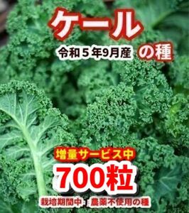 ケール　種【700粒】★増量サービス中★栽培期間中農薬不使用の種