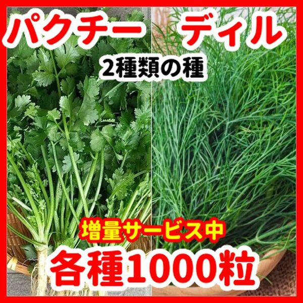 ディル＆パクチーの種【2種類セット】★各種1000粒★令和5年9月産