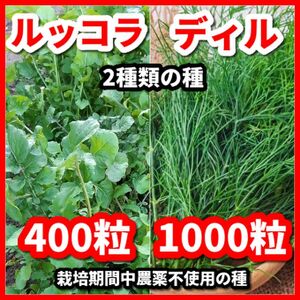 ディル＆ルッコラの種【2種類セット】★栽培期間中農薬不使用の種★令和5年9月産