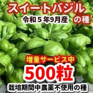 スイートバジルの種【500粒】★農薬:栽培期間中不使用の種★増量サービス中