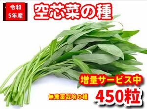 絢香さま専用★空芯菜種22g【450粒前後】農薬:栽培期間中不使用の種★ベトナムの栽培方法記載＋パクチーの種　少量