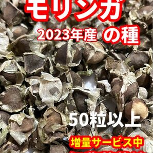 モリンガ種【50粒以上】★農薬:栽培期間中不使用★ベトナムの栽培方法記載