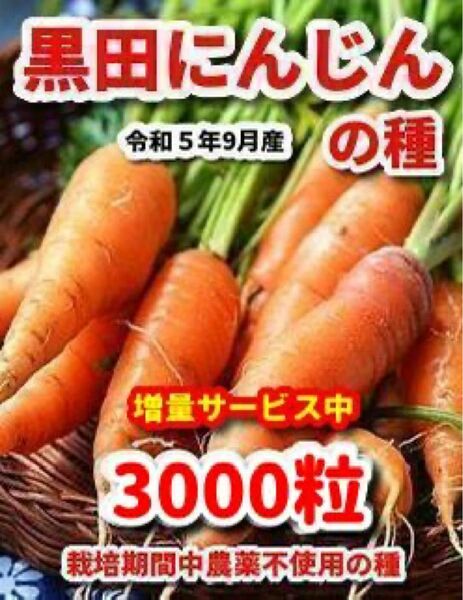 黒田にんじん種【3000粒】★栽培期間中農薬不使用の種・令和5年9月産