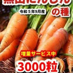 黒田にんじん種【3000粒】★栽培期間中農薬不使用の種・令和5年9月産