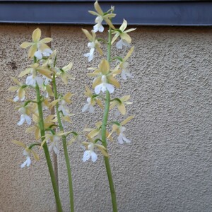 海老根、えびね、エビネ、自然種☆薄い黄色の弁、白舌の素心花②