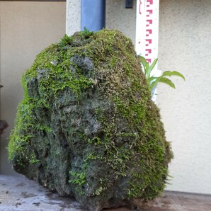 直ぐ苔の着く軽石☆イワタバコ☆ムギラン☆ホトトギス ☆春リンドウ☆イワヒバ②の画像3