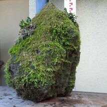 直ぐ苔の着く軽石☆イワタバコ☆ムギラン☆ホトトギス ☆春リンドウ☆イワヒバ②_画像4