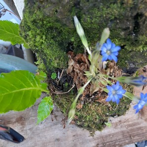 直ぐ苔の着く軽石☆イワタバコ ☆春リンドウ☆、シダ。⑤の画像5