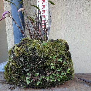 直ぐ苔の着く軽石☆軽石植え☆セッコク☆②