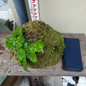 直ぐ苔の着く軽石☆イワタバコ☆③