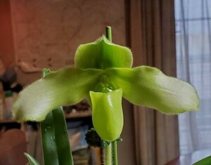 【北軽ガーデン】＊パフィオ＊Paph.esquirolei var.chiwianum fma.album＊原種＊パフィオ系＊チウィアナムアルバ＊極稀少＊ミャンマー原産