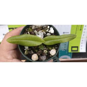 【北軽ガーデン】＊パフィオ＊Paph.emersonii var.hounglanae＊原種＊パービ系＊優秀血統＊芳香性＊ベトナム原産＊の画像3