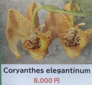 【北軽ガーデン】＊熱帯植物＊Coryanthes elegantium＊洋ラン原種＊コリアンテス　エレガンティウム＊コロンビア原産＊