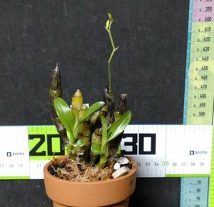 【北軽ガーデン】＊熱帯植物＊Dendrobium capillipes＊洋ラン原種＊デンドロビウム　カピリペス＊美花小型種＊タイ北部原産＊