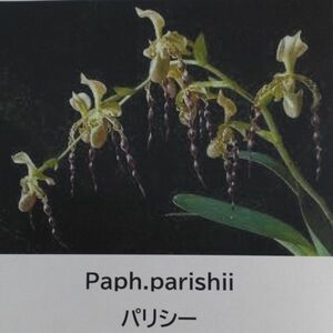 【北軽ガーデン】＊パフィオ＊Paph.parishii＊原種＊ポリアンサ系＊パフィオペディラム　パリシー＊多輪性大型タイプ＊タイ原産＊