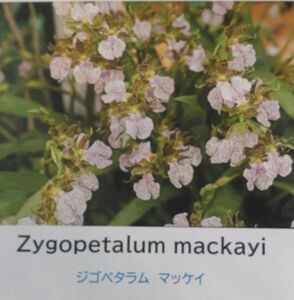 【北軽ガーデン】＊熱帯植物＊Zygopetalum mackayi＊洋ラン原種＊ジゴペタラム　マッケイ＊ヒヤシンスの芳香＊ブラジル原産＊