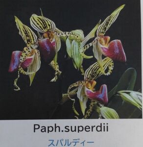 【北軽ガーデン】＊パフィオ＊Paph.supardii＊原種＊ポリアンサ系＊パフィオペディラム　スパルディー＊稀少＊ボルネオ島原産＊