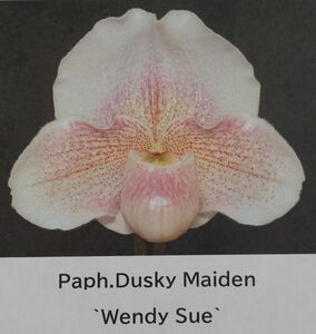 【北軽ガーデン】＊パフィオ＊Paph.Dusky Maiden `Wendy Sue`＊クラシック銘花コレクション＊ダスキーメイデン＊ピンクの美花＊