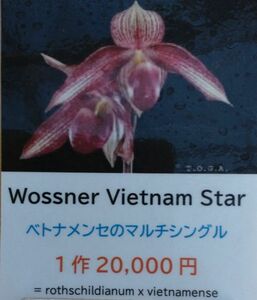 【北軽ガーデン】＊パフィオ＊Paph.Wossner Vietnam Star＊最新マルチシングル＊ベトナメンセ交配＊ウォズナーベトナムスター＊名交配＊