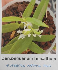 【北軽ガーデン】＊熱帯植物＊Den.peguanum fma.album＊洋ラン原種＊デンドロビウム　ペグアナム　アルバ＊貴重＊ミャンマー原産＊