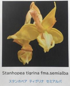 【北軽ガーデン】＊熱帯植物＊Stanhopea tigrina fma.semi.alba＊原種＊スタンホペア　ティグリナ　セミアルバ＊極稀少＊メキシコ原産＊