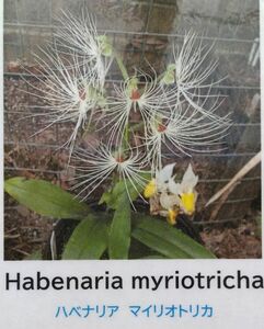 【北軽ガーデン】＊熱帯植物＊Habenaria myriotrycha＊洋ラン原種＊熱帯性ハベナリア＊ハベナリア　マイリオトリカ＊カンボジア原産＊