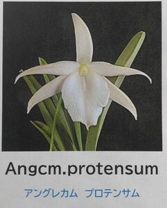 【北軽ガーデン】＊熱帯植物＊Angcm.protensum＊洋ラン原種＊アングレカム　プロテンサム＊美花種＊希少種＊マダガスカル島原産＊