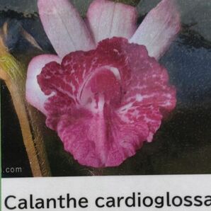 【北軽ガーデン】＊熱帯植物＊Calanthe cardioglossa＊洋ラン原種＊落葉性カランセ＊カランセ カルディオグロッサ＊ミャンマー原産＊の画像1