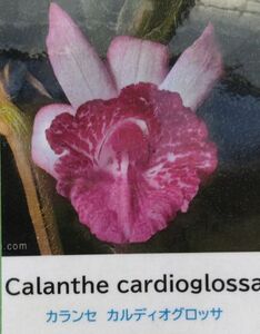 【北軽ガーデン】＊熱帯植物＊Calanthe cardioglossa＊洋ラン原種＊落葉性カランセ＊カランセ　カルディオグロッサ＊ミャンマー原産＊