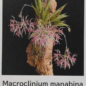 【北軽ガーデン】＊熱帯植物＊Macroclinium manabina＊洋ラン原種＊マクロクリニウム マナビナ＊パルダリウム向き＊エクアドル原産＊の画像1