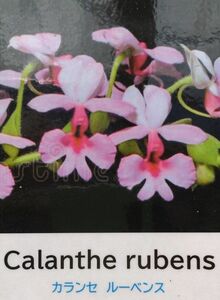 【北軽ガーデン】＊熱帯植物＊Calanthe rubens＊洋ラン原種＊落葉性カランセ＊花数多い美花種＊カランセ　ルーベンス＊ベトナム原産＊