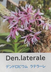 【北軽ガーデン】＊熱帯植物＊Den.laterale＊洋ラン原種＊デンドロビウム　ラテラーレ＊美花人気種＊小型種＊ミャンマー原産＊