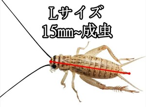 ヨーロッパイエコオロギ　Lサイズ（約15mm−成虫）100匹+α