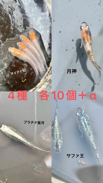 メダカ　卵　 めだか　各10個＋α 計40個＋α まとめ売り