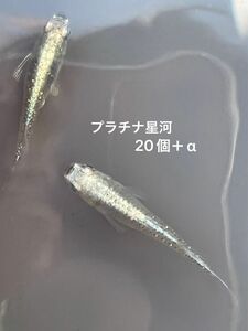 プラチナ星河　有精卵20個+α めだか メダカ　高級メダカ