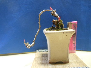  legume . mini bonsai summer ivy. change kind [. hill. morning fog ]*.. making * ivy 