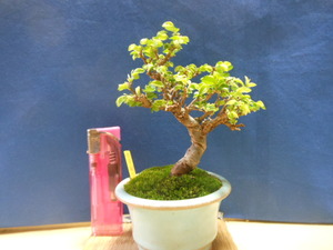  legume . mini bonsai . shape. is good gold . elm zelkova * pot, beautiful .