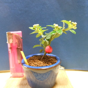 豆助ミニ盆栽 苔桃カマツカの画像1