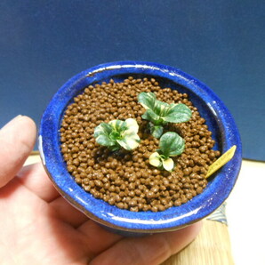 豆助ミニ盆栽 豆オオバコの斑入り・下草・山野草の画像5