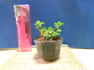  legume . mini bonsai dragon god ...* undergrowth * fields and mountains grass 